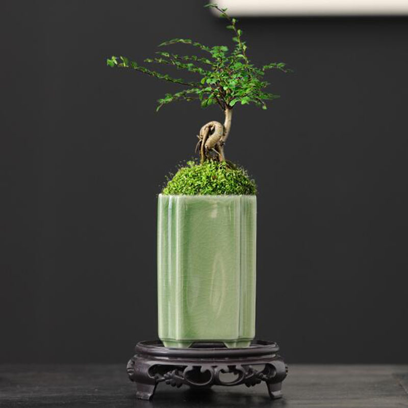 Bonsai Garden Art - Porcelain Square Celadon เคลือบกล้วยไม้กระถางดอกไม้บอนไซแจกันหม้อหัตถกรรมเครื่องประดับศิลปะ Home Garden