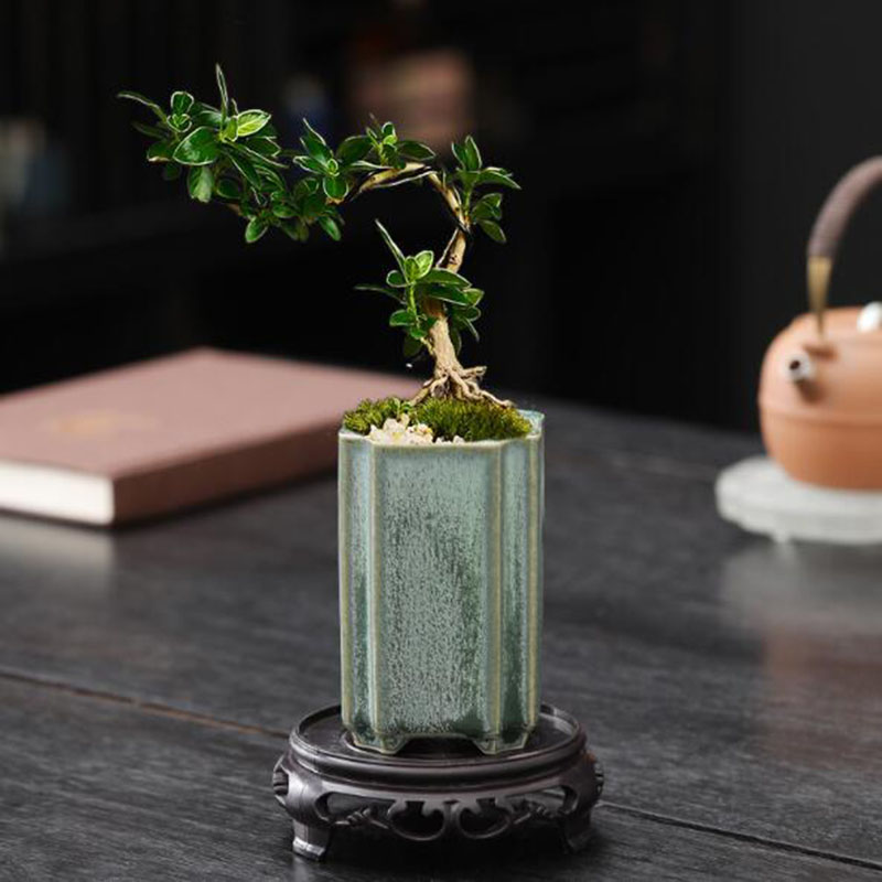 Porcelain Square Celadon เคลือ - Bonsai Garden Art บทวิจารณ์และราคา