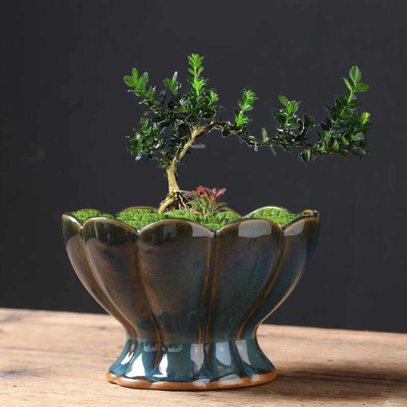 กระถางดอกไม้เคลือบเงาแบบเปลือก - Bonsai Garden Art บทวิจารณ์และราคา